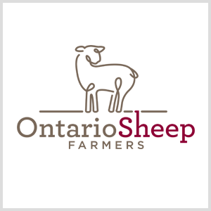 Ontario Sheep 