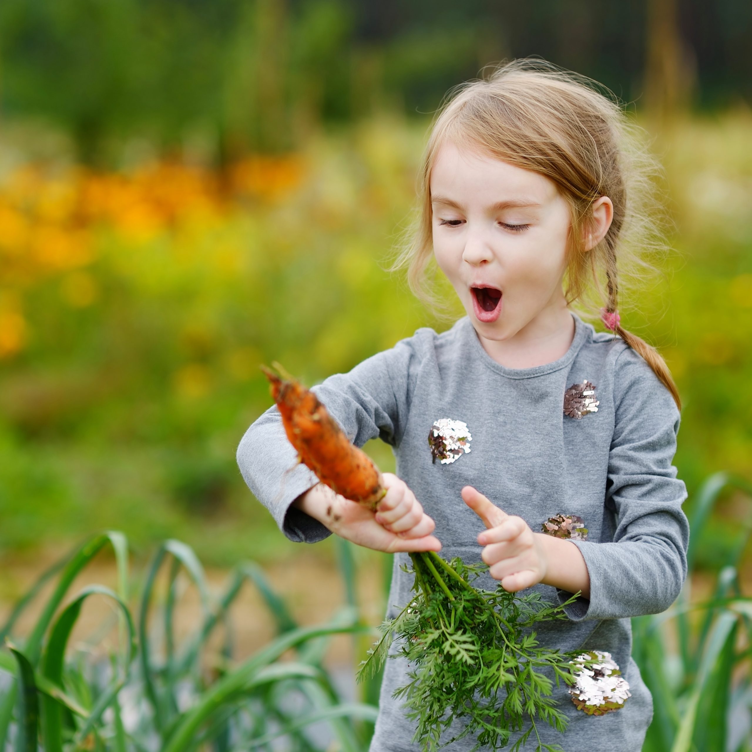 Girl excited to pick carrot from ground