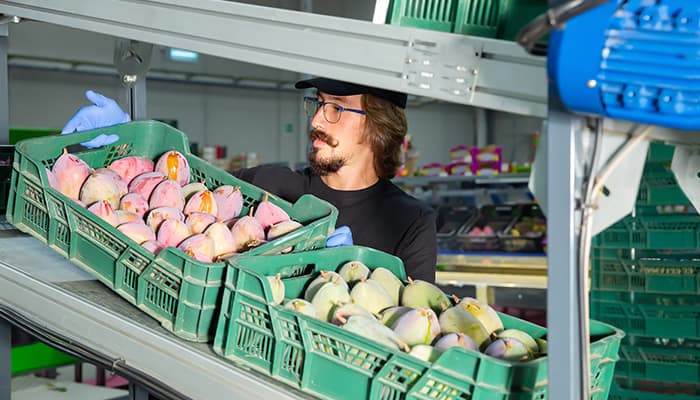 A man with long hair and a moustache, adding crates of mangos to a conveyor belt.