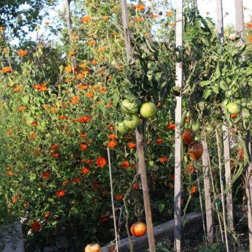 Tomato plants with ripe and unripe tomatoes growing on stakes in a garden, surrounded by blooming orange flowers.