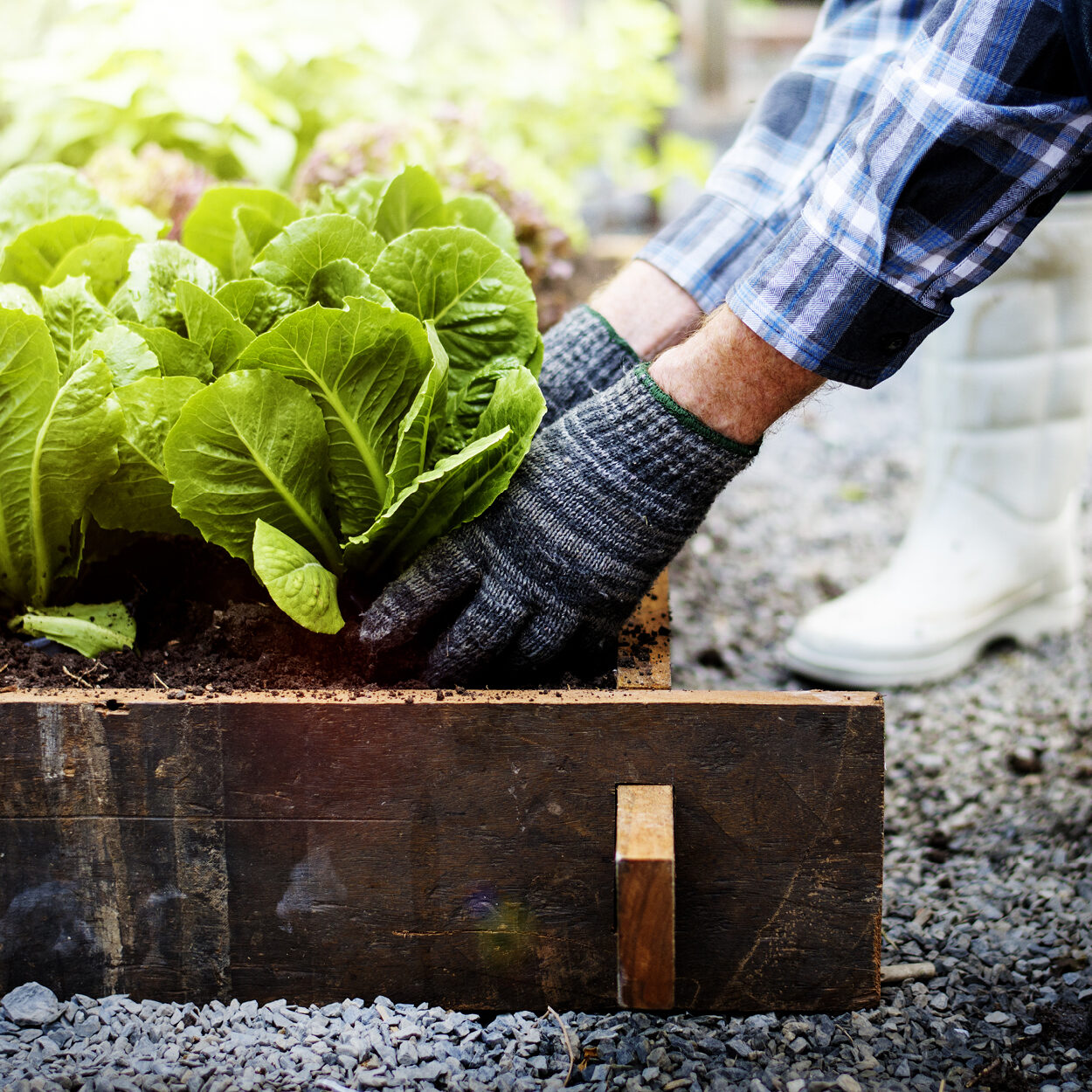 A picture of gloved hands handling lettuce in a garden