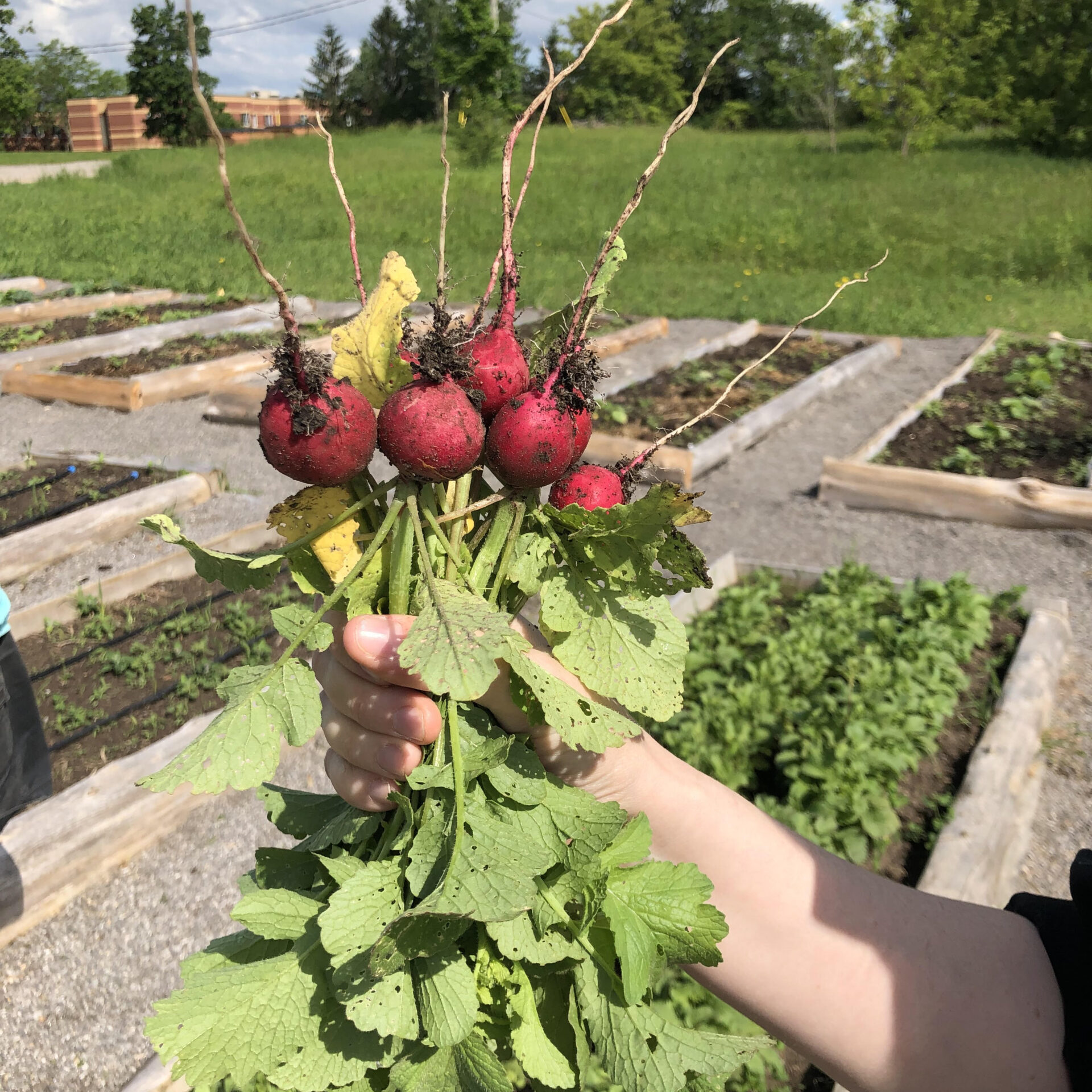 A hand holding freshly picked red radishes with large green leaves in a sunny vegetable garden with raised beds and greenery in the background.